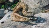Soapstone Sculpture of a Dragon ~ Sold to Private Collection